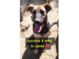 ISOTTA 8 MESI SIMIL PASTORE TEDESCO ORA E’ IN CANILE