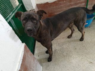 AMOS GIOVANE BELLO GIOCHERELLONE CAGNOLINO IN ADOZIONE