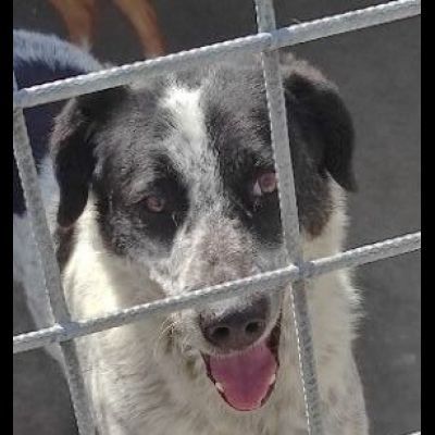 GENTILE E DISCRETO CAGNOLINO IN ADOZIONE - Foto 2