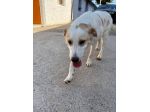 Malu cucciolo adozione del cuore