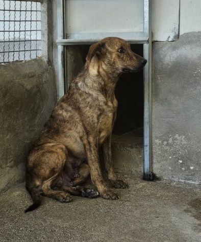 HOLEA UNA FOTO PER LA SALVEZZA CAGNOLINA IN ADOZIONE tg medio contenuta
