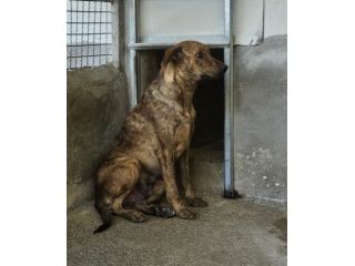 HOLEA UNA FOTO PER LA SALVEZZA CAGNOLINA IN ADOZIONE tg medio contenuta