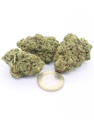 Gorilla Glue - Foto 3