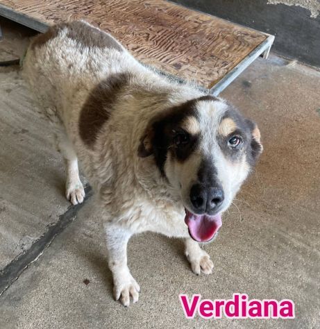 VANESSA E VERDIANA CAGNOLINE IN ADOZIONE - Foto 2