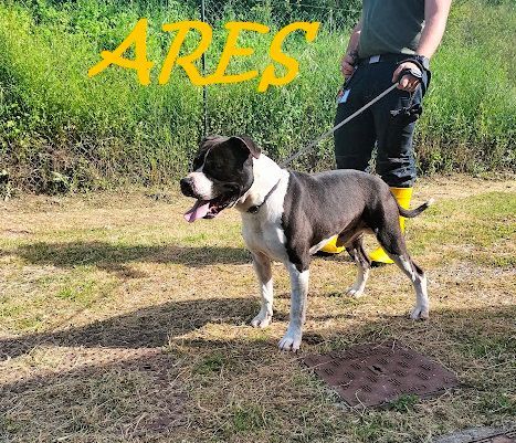 ARES 2-3anni cerca casa con persona esperta! - Foto 4