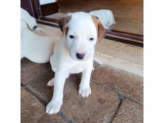 Jack Russell Terrier