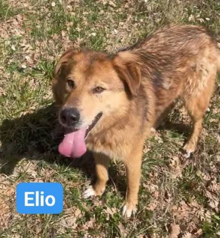ELIO e EMERSON DIMENTICATI CANI SOCIEVOLI E AMOREVOLI IN ADOZIONE - Foto 3
