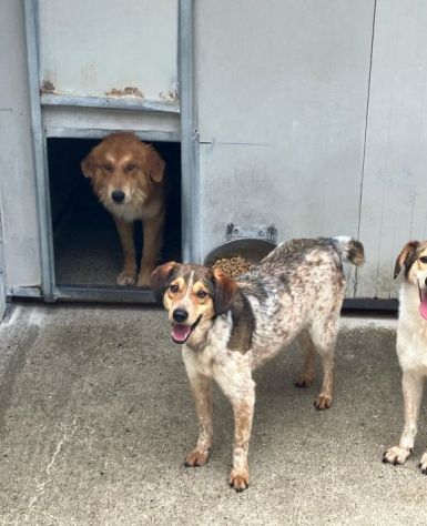 ELVIS E COOKY CAGNOLINI IN ADOZIONE - Foto 6