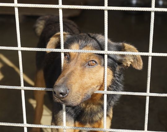 CANE IN ADOZIONE: GRISU' il lupetto abbandonato. - Foto 8
