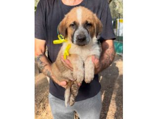 Regalo cuccioli incrocio Labrador pastore