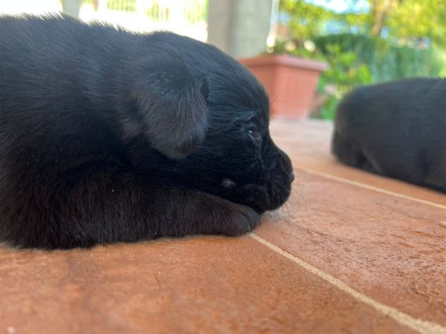 Cuccioli di Labrador Retriever con Pedigree - Foto 4