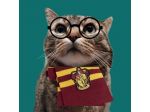 Collaboratrice Pet Sitter