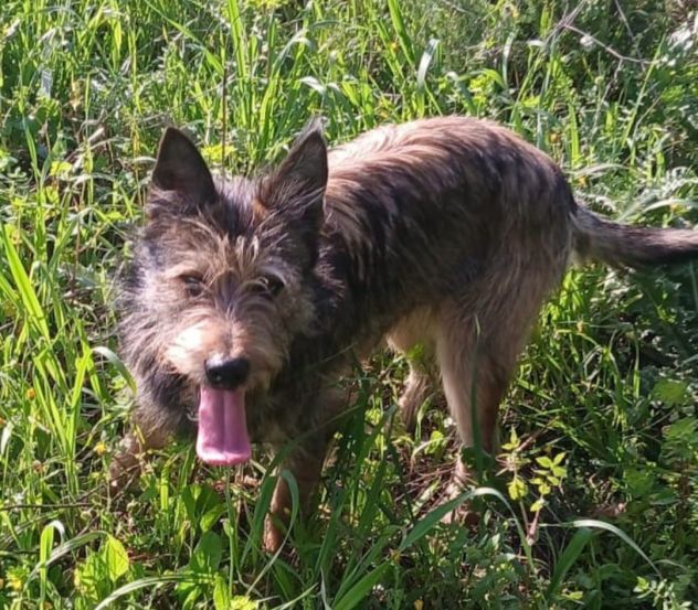 Oreste 12mesi bellissimo URGENTE CASA!! OLBIA
