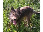 Oreste  12mesi bellissimo URGENTE CASA!! OLBIA