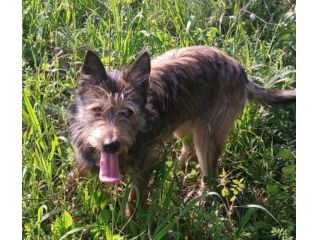 Oreste 12mesi bellissimo URGENTE CASA!! OLBIA