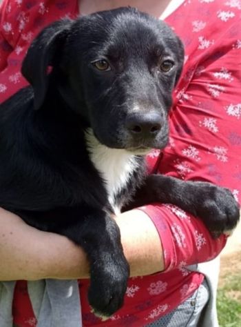 CAGNOLINO IN ADOZIONE: RAOUL, tenerissimo,mix labrador, taglia medio contenuta. - Foto 4
