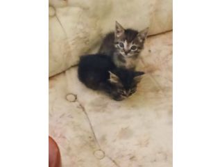 Gattini piccolini