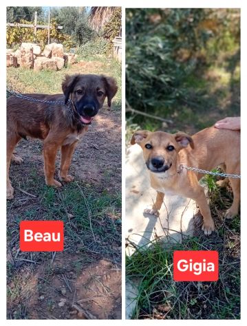 GIGIA E BEAU, 3 MESI (01/07/26), TAGLIA MEDIA, TROVATI IN CAMPAGNA, CERCANO CASA