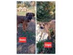 GIGIA E BEAU, 3 MESI (01/07/26), TAGLIA MEDIA, TROVATI IN CAMPAGNA, CERCANO CASA