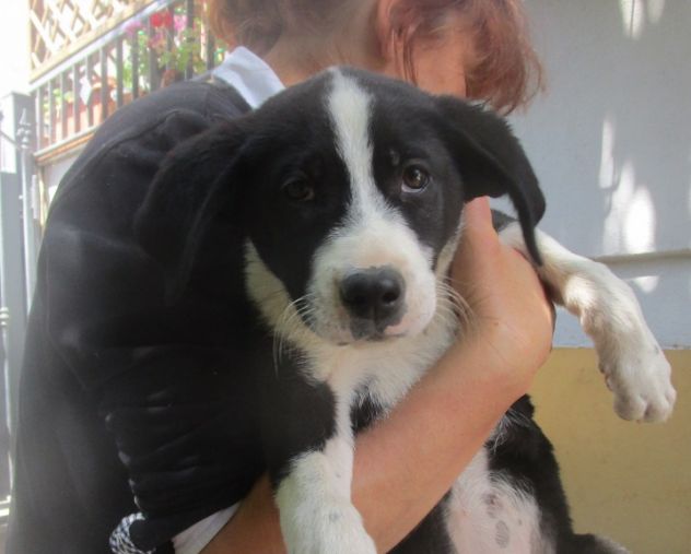 LIZ, stupenda cucciolotta - Foto 3