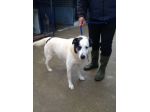SNOOPY, cagnolino buono e affettuoso