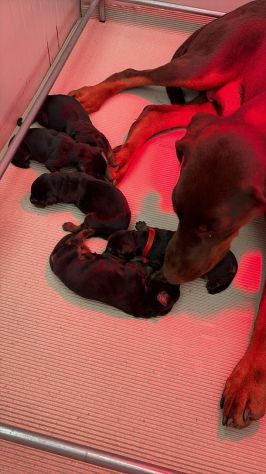 Dolcissimi cuccioli di Dobermann cercano una casa piena d’amore - Foto 4