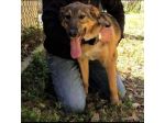 ERCOLE DIMENTICATO TRA I TANTI,  CANE IN ADOZIONE