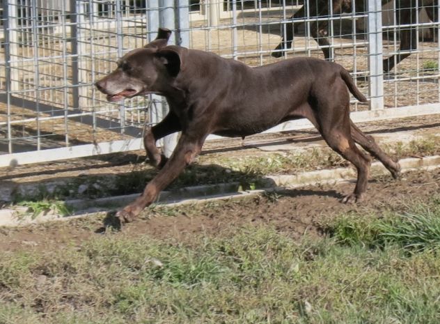 NIGERIA, tenera cagnolina - Foto 3