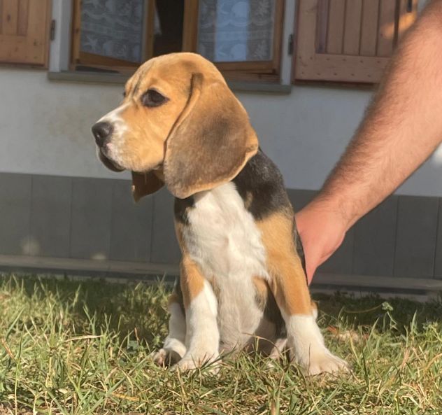 Cucciola Beagle - Foto 3