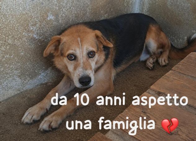 KOBE 10 ANNI 15/18 KG - Foto 2