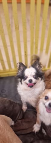 Chihuahua Adulte sterilizzate - Foto 4