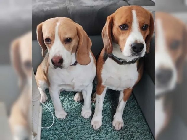 Dolcissimi cuccioli di Beagle - Foto 7