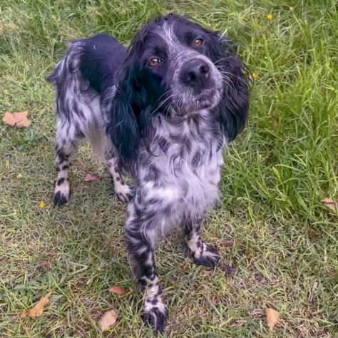 DOLLY cerca coccole e carezze, CAGNOLINO IN ADOZIONE - Foto 2
