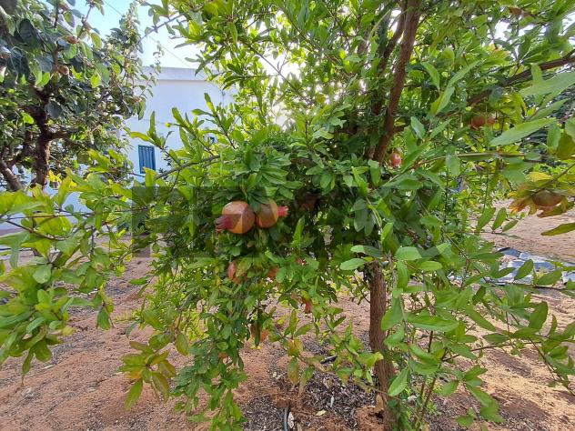 Villa o villino in vendita a Ragusa, Punta Braccetto - Foto 16