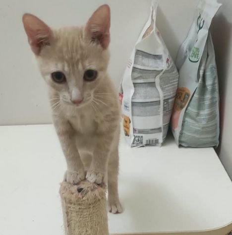 Sissi, micia rossa terribilmente adorabile - Foto 3