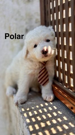 Cuccioli di maremmano - Foto 2
