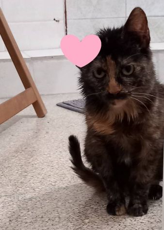 Ambra sfortunata cucciola (FELV POSITIVA)