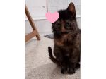 Ambra sfortunata cucciola (FELV POSITIVA)