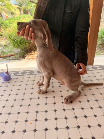 Meravigliosi Cuccioli di Weimaraner con Pedigree ENCI - Foto 10