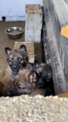 Disponibili graziosi cuccioli di Pastore Tedesco da Lavoro - Foto 2