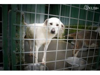 TENERO, giovane mix labrador