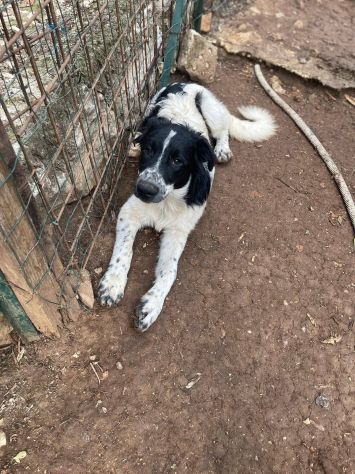 Zorro cucciolo - Foto 4