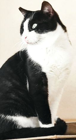 Zorro & Francesco, adozione di coppia - Foto 7