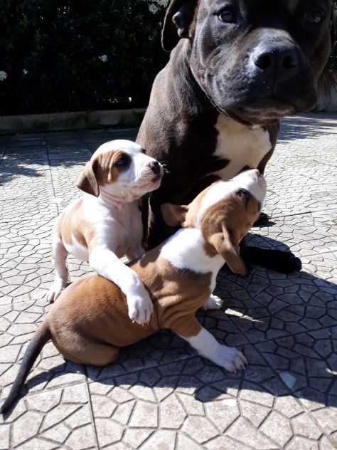 ALLEVAMENTO E CUCCIOLI AMSTAFF IN BASILICATA - Foto 6