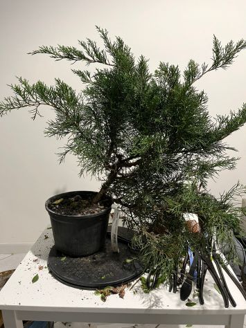 Cura, potatura e rinvaso bonsai - Foto 2