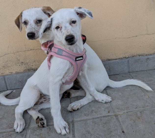 Regalo cuccioli di 3 mesi taglia medio piccola - Foto 6