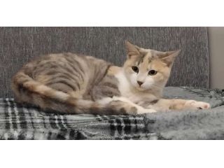 BONNIE, 6 mesi, dolce come il miele