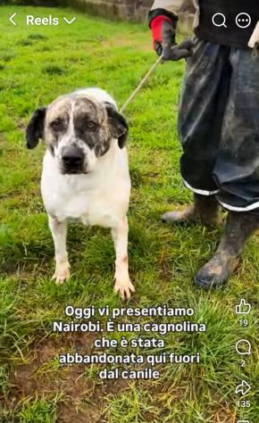 NAIROBI ADORABILE COCCOLONA CANE IN ADOZIONE - Foto 3