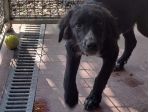 CUCCIOLI IN ADOZIONE