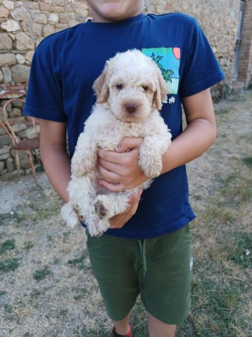 Lagotto romagnolo